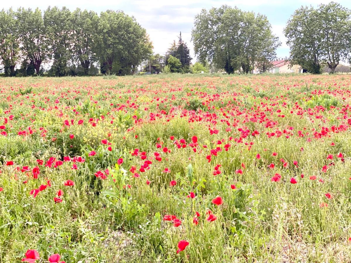 Villa Et Maisonnette Provencales Carpentras Eksteriør bilde