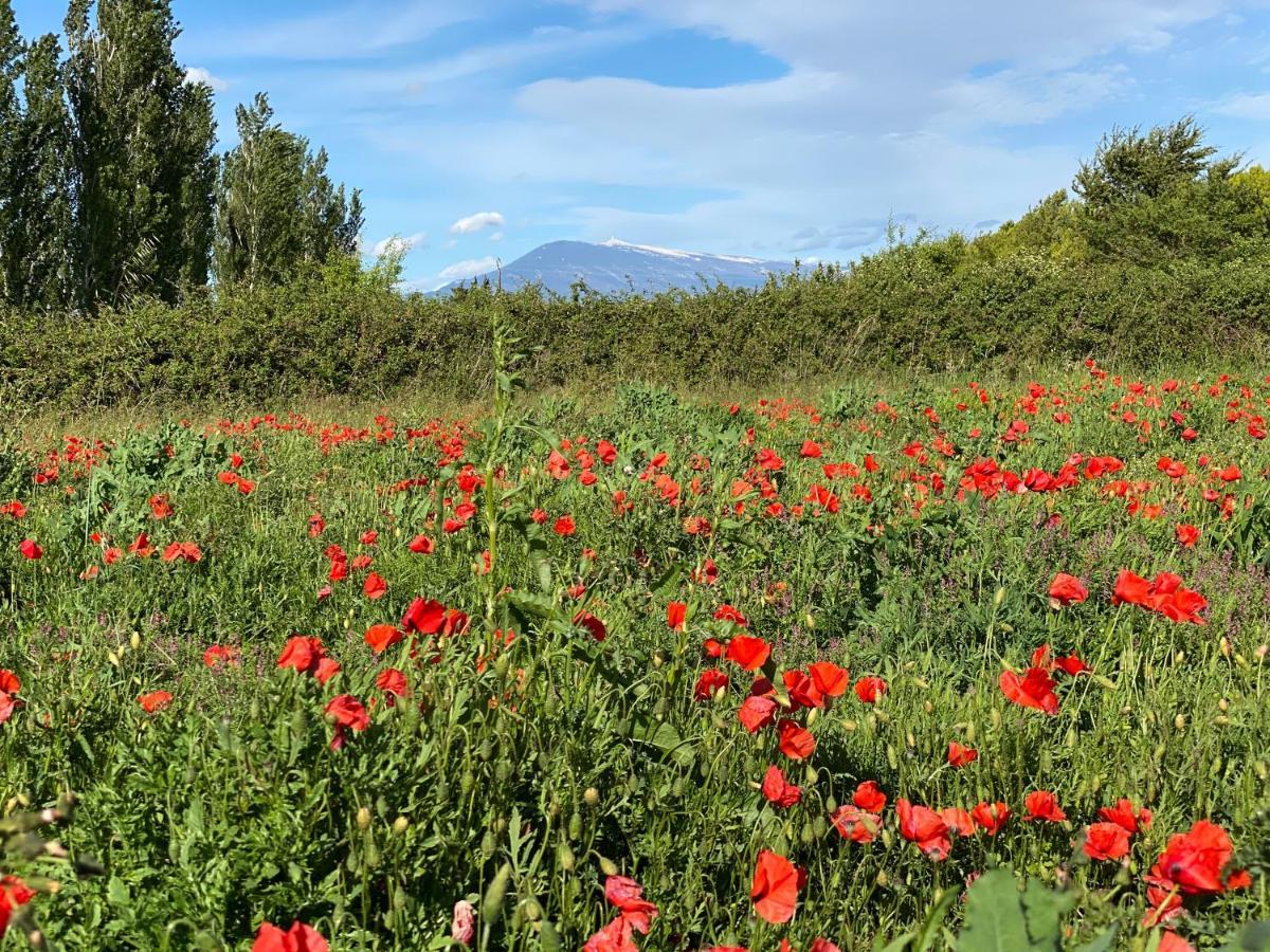 Villa Et Maisonnette Provencales Carpentras Eksteriør bilde